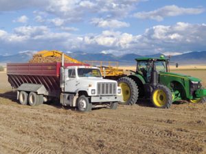 avid Cottom harvests Russet Norkotah seed potatoes into a truck driven by his son, Shane.