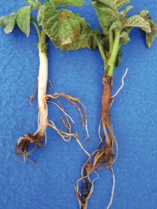 Dickeya stem symptoms start at the rotting seed piece.