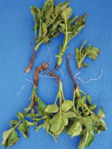 Symptoms of Dickeya on stems progress upward and outward from inside stems. Affected tissue is dark brown to black, and not slimy as with blackleg.