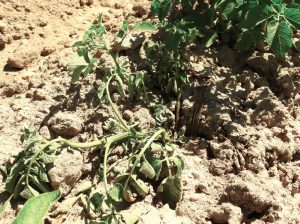 Infected plants often collapse following a period of hot weather especially when they are also stressed. Lower stem tissue of this plant has dark brown-black discoloration characteristic of Dickeya.