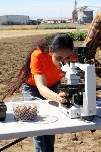 Sapinder Bali uses the microscope to see a nematode juvenile.