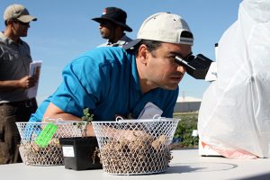A field day attendee views a live nematode juvenile under the microscope.