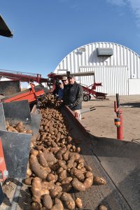The Arnold Farms crew transfers spuds into the cellars.