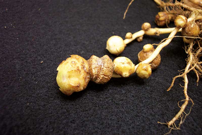 Seed potato herbicide injury can include tuber cracking, unusual root and sprout growth and very poor or delayed emergence of seed tubers. Photo courtesy Amy Charkowski, Colorado State University