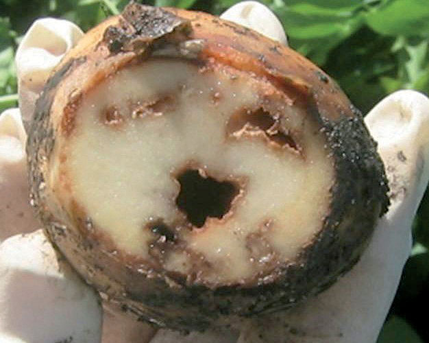 Bacterial ring rot causes foliar wilt, chlorosis and necrosis in the current growing season. Tubers show discoloration and necrosis of vascular tissue and central pith. Photos courtesy North Dakota State Seed Department