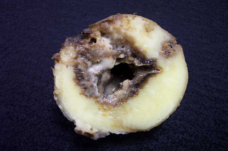 Symptoms of soft rot include sunken surface lesions and mushy, discolored interior tissue that ranges in color from cream to black and is often accompanied by a disagreeable smell. Photo courtesy Amy Charkowski, Colorado State University