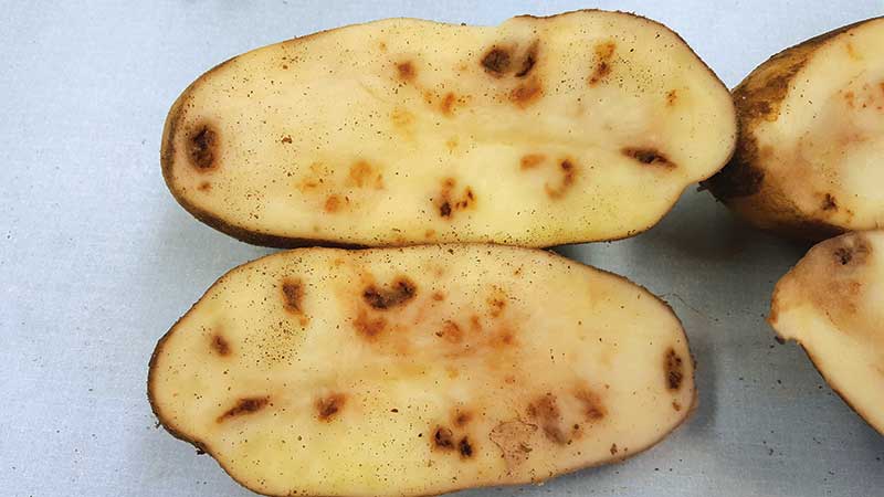 Tobacco rattle virus causes necrotic specks and arcs in tubers, while foliar symptoms are rare. Seed certification does not currently test for these viruses. Photos courtesy Yuan Zeng and Ana Fulladosa, Colorado State University; and Ken Frost, Oregon State University